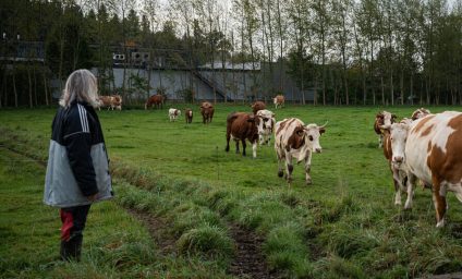 Scenes from an organic farm in Bavaria. The farm has approximately 100 cows, which graze outside and feed from fodder produced by the farmer or the neighbouring vegetable farm. The calves stay with their mothers for the first three months.
The cows and calves are driven out to the pasture.
Szenen aus einem ökologischen Rinderbetrieb in Bayern. Der Betrieb hat etwa 100 Kühe, die im Freien weiden. Der Landwirt betreibt eine Kreislandwirtschaft, und füttert selbsterzeugtes Futtermittel oder Futter vom benachbarten Gemüsehof. Die Kälber werden die ersten drei Monate von ihren Müttern nicht getrennt.
Die Kühe und Kälber werden auf die Weide getrieben.